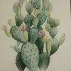 pricklypearz